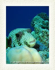 Whitespotted Pufferfish2